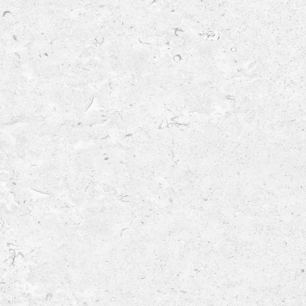 FOSSIL---white_09.webp